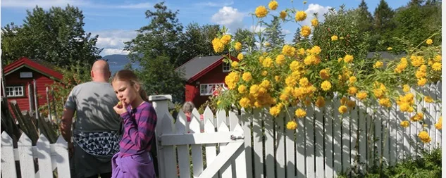 Gule blomster strekker seg over nymalt kvitt stakitt